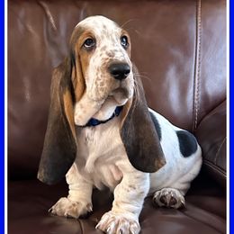 Boy 2 - Black brown and white Basset Hound puppy in Columbia, South Carolina from Pawmetto Hounds