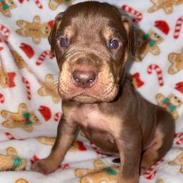 Harry - Chocolate male Great Dane puppy in Spartanburg, South Carolina from Pawlmetto Danes