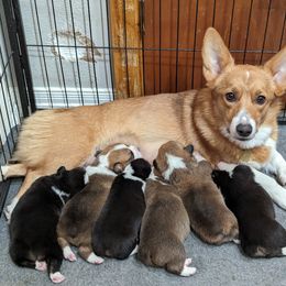 Pembroke Welsh Corgi puppies from Disco Corgis