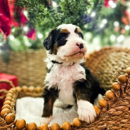 Blitz - Tri-color male Bernedoodle puppy in Russell Springs, Kentucky from 270 Doodles