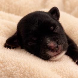 Luna - Black female Morkie puppy in Tampa Bay, Florida from Woodpecker Ridge Pups