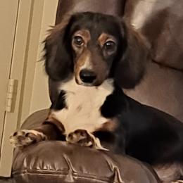 Sissy - Dachshund