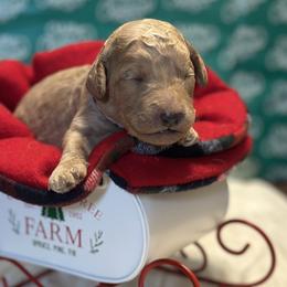 Girl 2 - female Goldendoodle puppy in Westminster, South Carolina from Goldendoodlepuppiessc