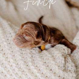 Finch - Red  male Goldendoodle puppy in Patterson, California from Dooling Doodles