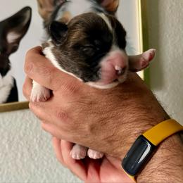 Maisie - Brindle and white female Cardigan Welsh Corgi puppy in San Antonio, Texas from White Paws Cardigan Corgis