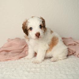 Moo - Brown and white female Aussiedoodle puppy in Lincoln, California from Frenchie LOVE and Doodles