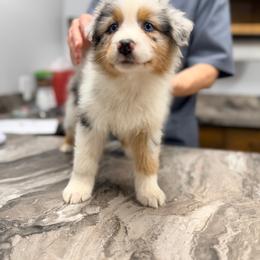 Relish (lavender collar) - Blue merle male Australian Shepherd puppy in Ashland, Ohio from SS Australian Shepherds