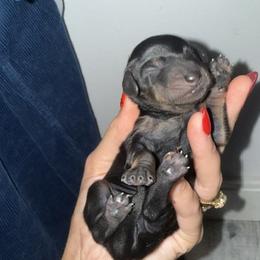ELM - Black and tan male Dachshund puppy in Kiowa, Oklahoma from Champion Dachshunds