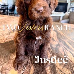 Justice - female Newfypoo puppy in Jackson, Missouri from Two Sisters Ranch, LLC