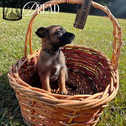 Dread- black - Fawn sable female Belgian Malinois puppy in North Carolina from Furia Ignis Belgian Malinois