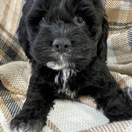 Winston - Black and white male Cockapoo puppy in Lebanon, Missouri from Cobbs Creek Canines
