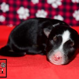 Vander - Black tri male Miniature Australian Shepherd puppy in Akeley, Minnesota from Rustic Original Aussies