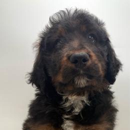 Cumin - Sable male Bernedoodle puppy in Clermont, Florida from Shadow Bernedoodles & Dog Training
