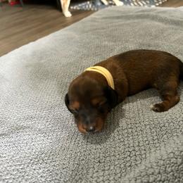 G3 yellow - Chocolate and cream female Dachshund puppy in Harpers Ferry, West Virginia from Brandie Kelley