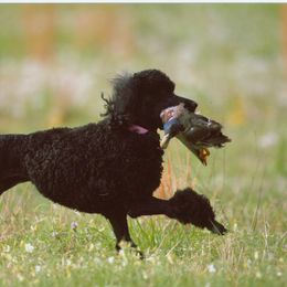 Mia - Poodle