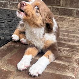 Aussiedoodle and Miniature American Shepherd Puppies from Lori Davis
