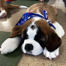 Ozzy - Mahogany and white male Saint Bernard puppy in Double Springs, Alabama from St Bernard Kingdom, LLC