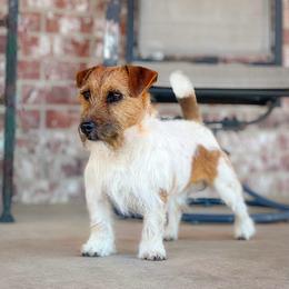 Dinero - Russell Terrier