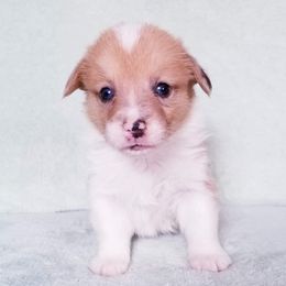 American Corgi and Pembroke Welsh Corgi Puppies from Whimsical Treasure Corgis