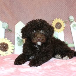 Poodle Puppies from 'Capon Cuties
