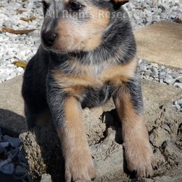 Hazel - Blue Australian Cattle Dog puppy in De Funiak Springs, Florida from BarOne Acres Australian Cattle Dogs