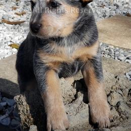 Hazel - Blue Australian Cattle Dog puppy in De Funiak Springs, Florida from BarOne Acres Australian Cattle Dogs