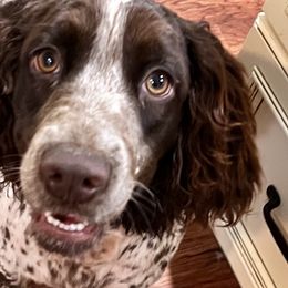 Abbigail “Abby” - English Springer Spaniel