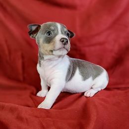 Opal - White and blue female Teddy Roosevelt Terrier puppy in Claremore, Oklahoma from Travelin' Man Terriers