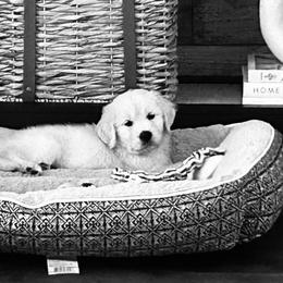 Golden Retrievers from English Cream Golden Retrievers of Tampa Bay