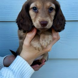 Zelda - Cream female Dachshund puppy in Browns Valley, California from Hidden Oaks Dachshunds