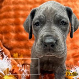 Sally - Blue female Great Dane puppy in Sac City, Iowa from Northern Great Danes of Colorado & Iowa