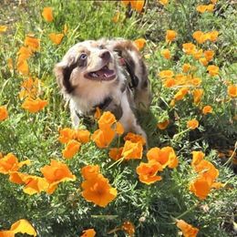Daph - Miniature Australian Shepherd