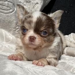 Ren - Merle male Chihuahua puppy in Newport Beach, California from Exotic City Pomeranians and chihuahuas