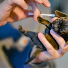 English Cocker Spaniel and German Shepherd Puppies from Ryndal & Co.