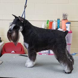 Glendoras Princess Ema V Tricker - Miniature Schnauzer
