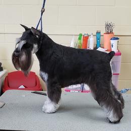 Glendoras Princess Ema V Tricker - Miniature Schnauzer