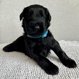 Giant Schnauzer and Miniature Schnauzer Puppies from My Angel Schnauzers