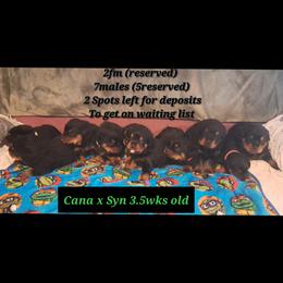 Boy 1 - Black and mahogany male Rottweiler puppy in De Witt, Iowa from Irish Eyes Kennels
