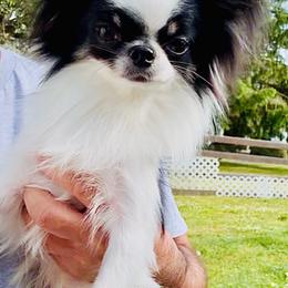Marco - Black and white male Chihuahua puppy in Morrisville, North Carolina from Mozzafiato Chihuahuas