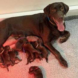 Girl 1 - female Labrador Retriever puppy in Six Mile, South Carolina from AimPowers Retrievers