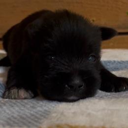 Dark Green - Black male Miniature Schnauzer puppy in Hickory Grove, South Carolina from Oopsie Doodles