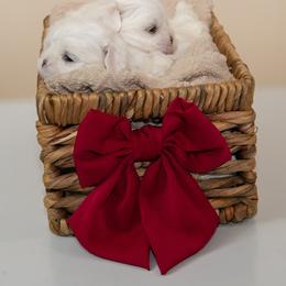 Maltese Puppies from Royal Korean Maltese