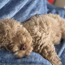 Cavapoo, Cockapoo, Cocker Spaniel, Goldendoodle, Golden Retriever, and Shihpoo Puppies from Hunting Creek Farm & Kennel