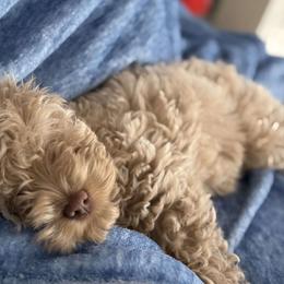 Cavapoo, Cockapoo, Cocker Spaniel, Goldendoodle, Golden Retriever, and Shihpoo Puppies from Hunting Creek Farm & Kennel