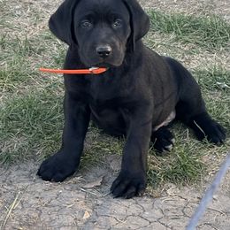 Black-orange collar - Black male Dilute Retriever puppy in Teton County, Montana from East Front Labradors & Treasure State Schnauzers