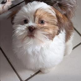 Boy 1 - Liver and white male Shih Tzu puppy in Orange Park, Florida from Sweetz Kennelz