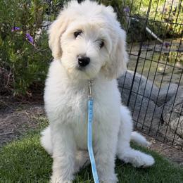 Harmony - Cream female Australian Labradoodle puppy in Upland, California from Kings Labradoodles