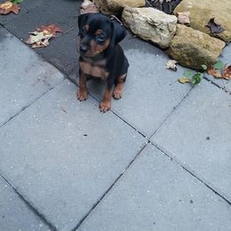 Miniature Pinscher Puppies from Meek's Min Pins