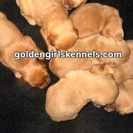 Lava Boy 1 - Dark golden male Golden Retriever puppy in Fort Morgan, Colorado from Golden Girls Kennels, LLC