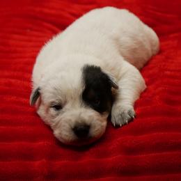Cupid - Blue male Australian Cattle Dog puppy in Buffalo Valley, Tennessee from Buffalo Valley Breeders